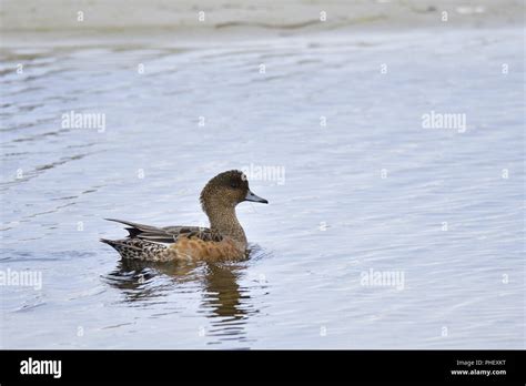 Eurasian wigeon female Stock Photo - Alamy