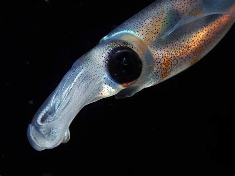 Bigfin reef squid - Facts, Diet, Habitat & Pictures on Animalia.bio