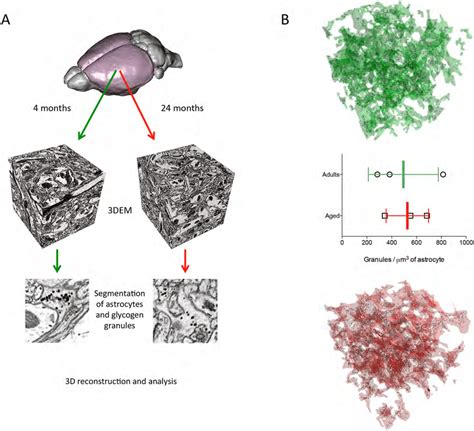 Visualization of glycogen granules in a 3D reconstructed astrocyte. A ...