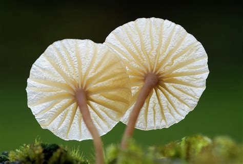 Heath Navel Fungus Photograph by Nigel Downer