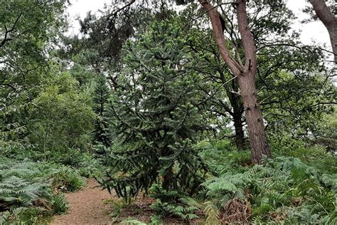 Araucaria angustifolia - Trees and Shrubs Online