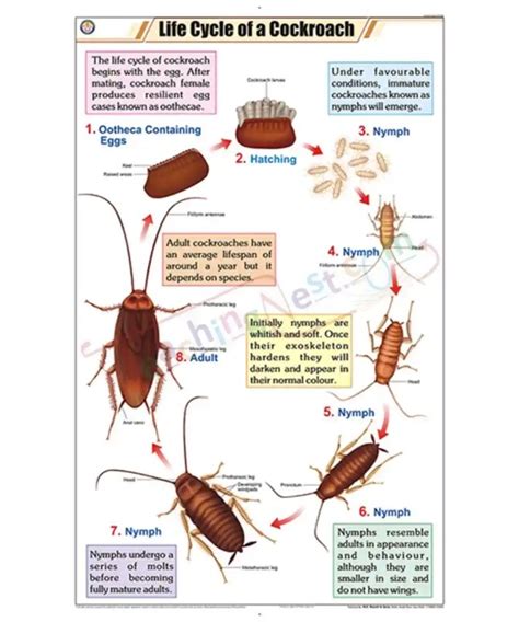 Life Cycle of Cockroach Chart – Laminated, With Rollers - TeachingNest