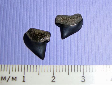 Squalicorax kaupi, shark teeth - Member Collections - The Fossil Forum