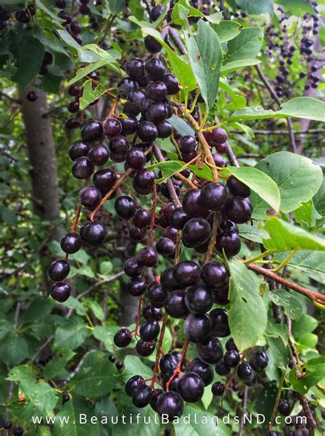 Recipe garden huckleberry preserves a nightshade berry – Artofit