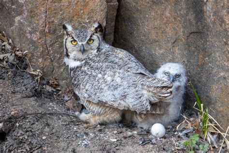 Outdoors: Great horned owls are the early birds, except when they aren ...