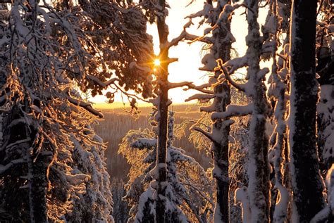 Winter Forest at Sunset