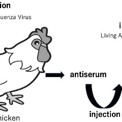 Schematic diagram of this experiment. Antiserum was produced in adult ...