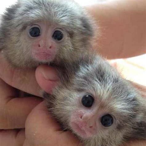 pygmy marmoset - Google Search | Marmoset monkey, Cute baby animals, Cute baby monkey