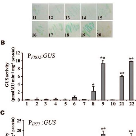 Phenotype, Iron Contents, Ferric-Chelate Reductase Activity, and Gene ...