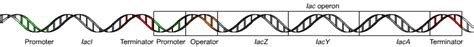 Difference Between Monocistronic and Polycistronic mRNA – Pediaa.Com