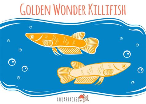 The Ultimate Care Guide For Golden Wonder Fish