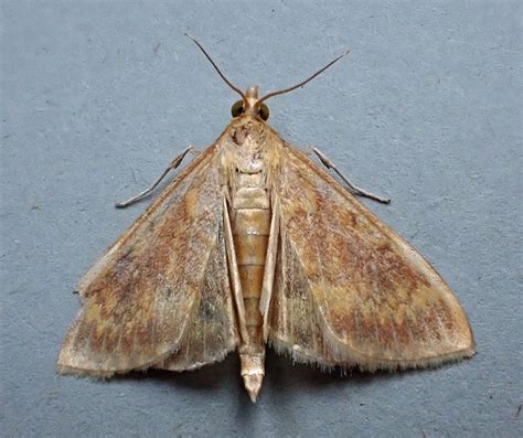 Upper Thames Moths: European Corn-borer and [Edit] most likely Large ...