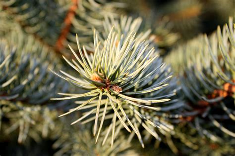 Pine Needles Closeup – Photos Public Domain