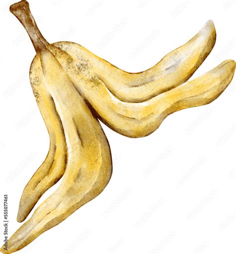 watercolor banana peel Stock Illustration | Adobe Stock