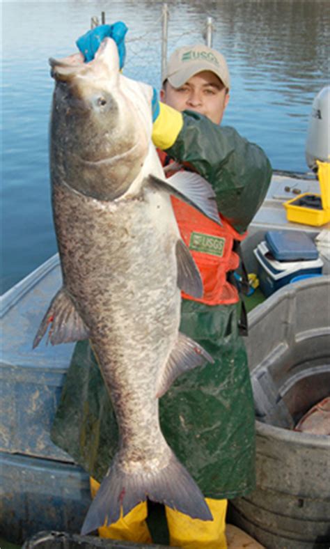 Invasive Carp Overview - Mississippi National River & Recreation Area ...