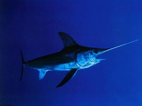 Swordfish Wallpapers - Wallpaper Cave