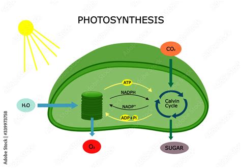 Photosynthesis in a chloroplast with ligth reaction and Calvin cycle. converting light energy ...