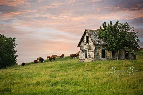 Cattle House, in the RM of Rossburn, Manitoba. www.sunnys-hphotography.com | Cattle housing ...