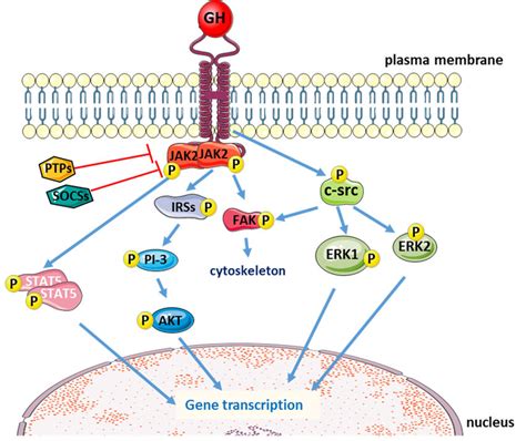 Schematic representation of the main intracellular signaling pathways... | Download Scientific ...