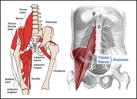 Hip Flexor Stretches: 5 Minutes to Relieve & Unlock Tight Hips (Best Guide) (With images) | Hip ...