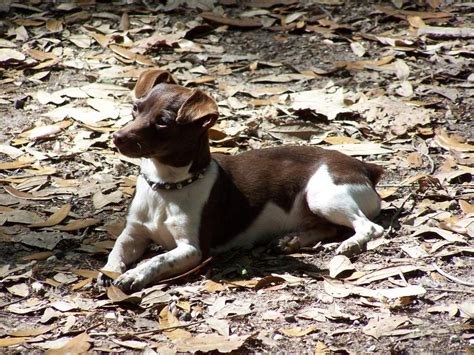 Chocolate Rat Terrier | Rat terrier dogs, Rat terriers, Every dog breed