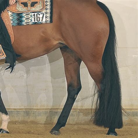 Fake Horse Tails: Facts, Myths, Rules, and How To's | LearningHorses.com