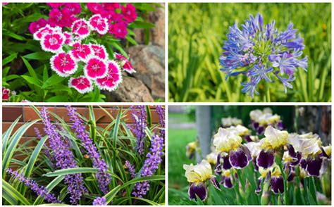 10 Best Plants for Dry Soil - Garden Lovers Club