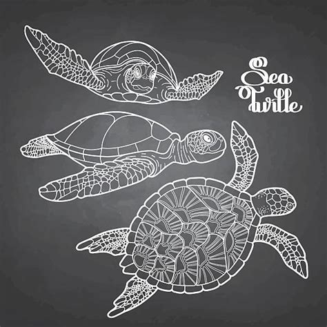 Sea Turtle Clip Art, Vector Images & Illustrations - iStock