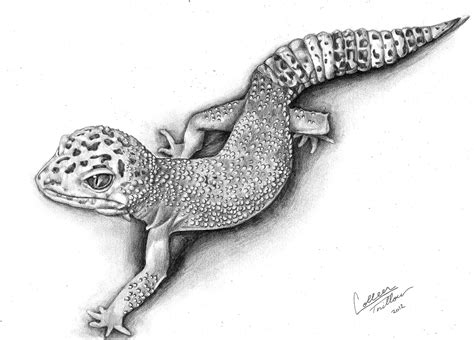 Leopard Gecko Coloring Pages - Franklin Morrison's Coloring Pages