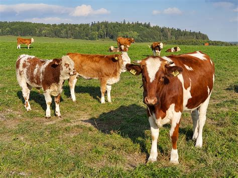 Cows On A Pasture Free Stock Photo - Public Domain Pictures