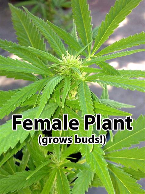 Why Won't My Cannabis Plant Start Flowering? (making buds) | Grow Weed Easy