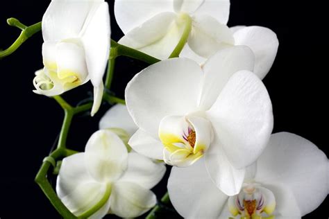 4,000+ Free Tropical Flowers & Orchid Photos - Pixabay