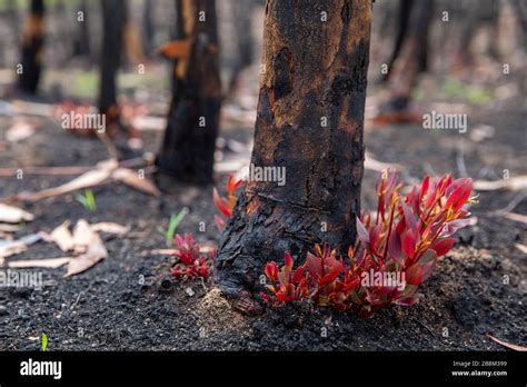 Orbost eucalyptus hi-res stock photography and images - Alamy