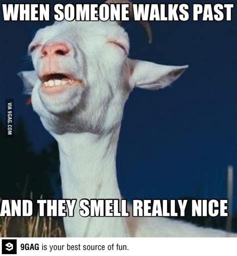 That smell... | Funny pictures, Humor, Funny quotes