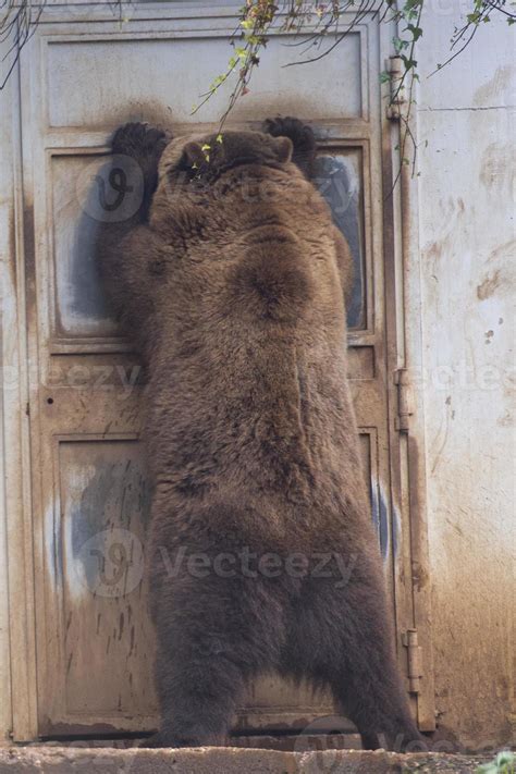 Black grizzly bears 12554025 Stock Photo at Vecteezy