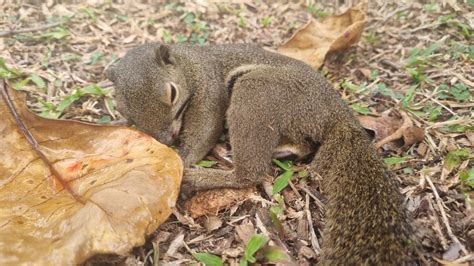 Squirrel Injured After Being Run Over Twice By Bike At ECP, Sent To ...