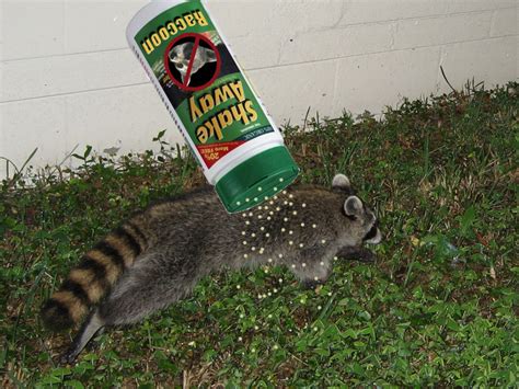 Raccoon Repellent - What deterrent works?