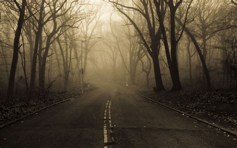 Spooky trees | Spooky background, Summer landscape, Misty forest