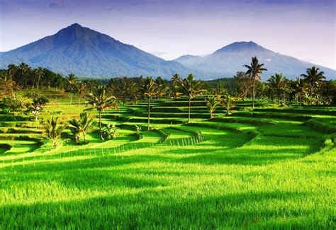 Java, Indonesia | Natural landmarks, Rice terraces, Indonesia