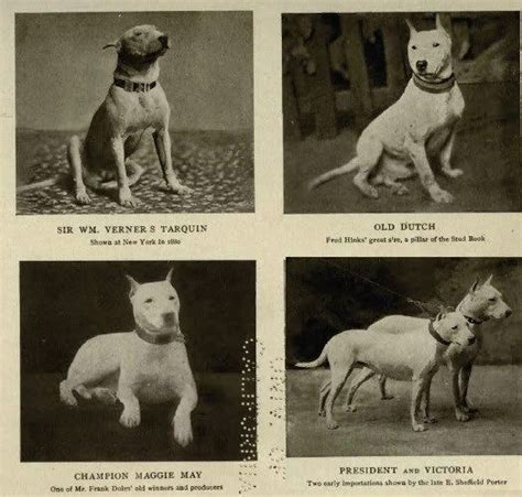 Bull Terriers 1905 #English #Bull #Terrier #Dog #Dogs #Terriers #Canine ...