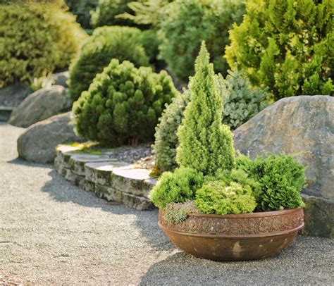 Small Evergreens, Big Impact | Conifers garden, Evergreen plants ...