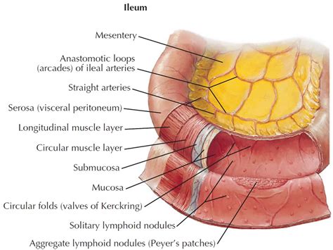 Ileum, terminal ileum location, ileum function & ileum anatomy