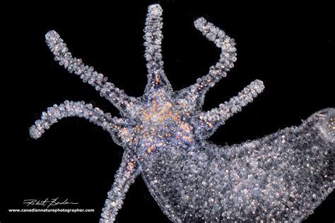 Photomicrography of Hydra - The Canadian Nature Photographer