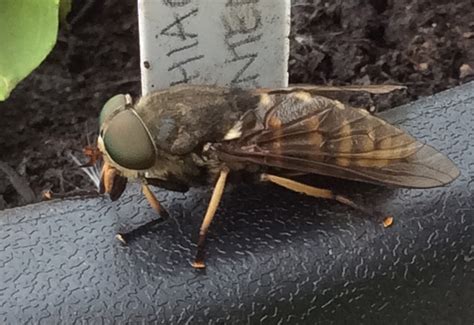 Female Dark Giant Horse Fly from Scotland - What's That Bug?