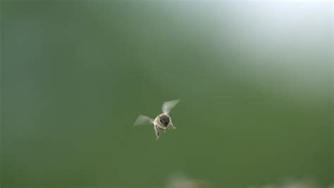 Slow Motion Bee Flying Stock Footage Video 2586557 - Shutterstock