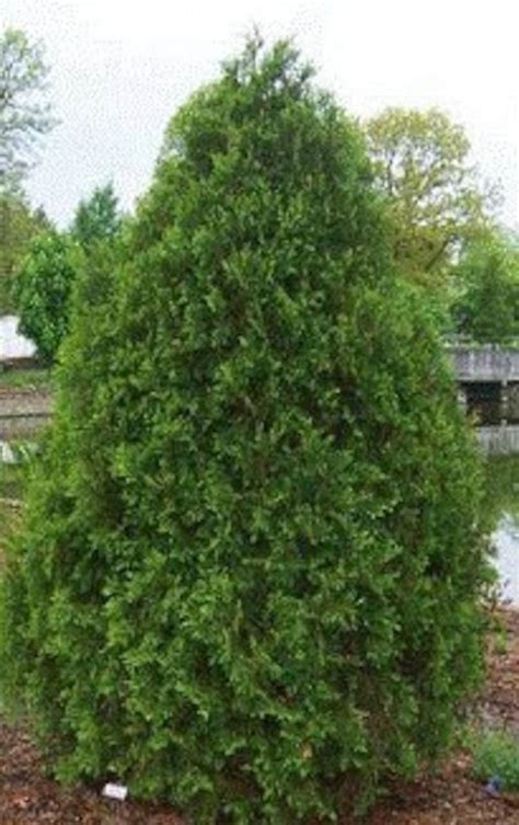 Technito Arborvitae 2 Gallon Container - Etsy