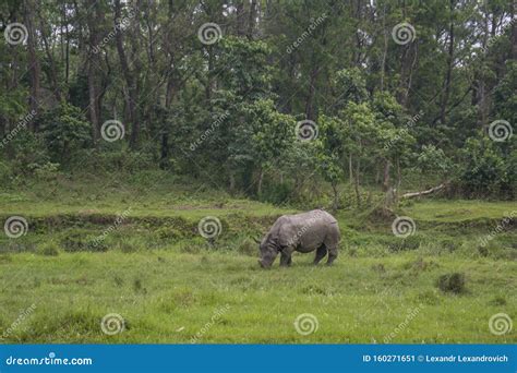 Huge Grey Rhino Eating Grass in the Field Near Forest Stock Image ...