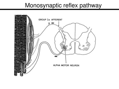 PPT - H-reflex Methods and Significance PowerPoint Presentation, free download - ID:1439643