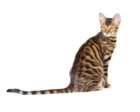 Toyger Cat Breed Information & Characteristics