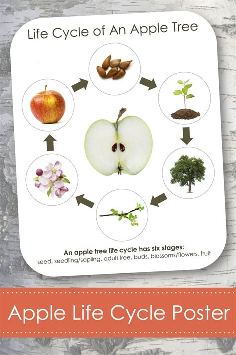 Free Printable Apple Life Cycle